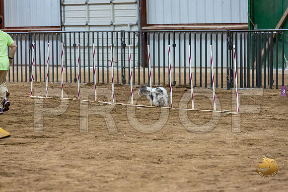 Agility Std ME Regional 8%22 DarcyJJJ_5756-PBGVKrvlTX2019-HR3