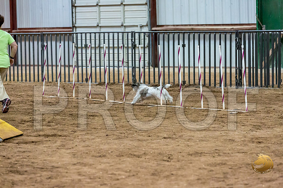 Agility Std ME Regional 8%22 DarcyJJJ_5757-PBGVKrvlTX2019-HR3