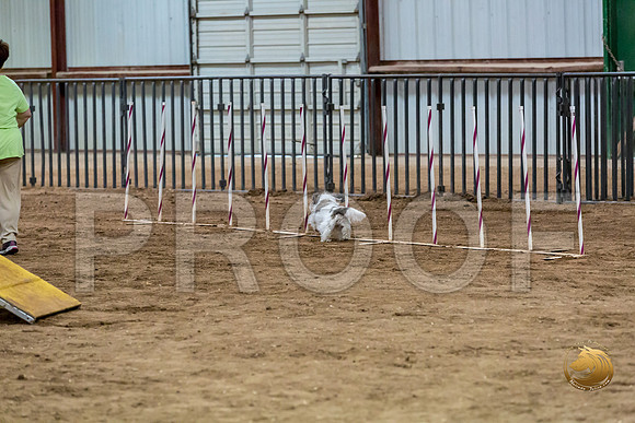 Agility Std ME Regional 8%22 DarcyJJJ_5758-PBGVKrvlTX2019-HR3
