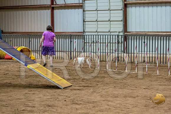Agility Std ME Regional 8%22 SalsaJJJ_5726-PBGVKrvlTX2019-HR3