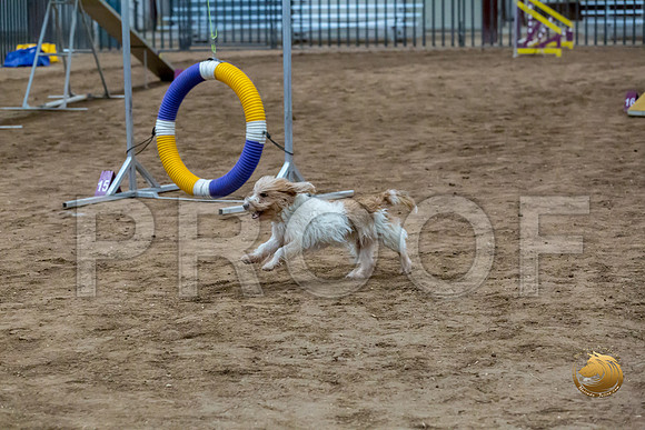 Agility Std ME Regional 8%22 SalsaJJJ_5729-PBGVKrvlTX2019-HR3