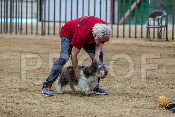 Agility Std Open National 12%22 JaxJJJ_6940-PBGVKrvlTX2019-HR3
