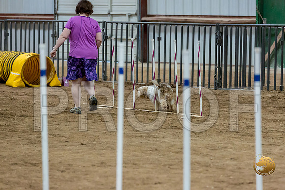 Agility Std Open National 12%22 MuseJJJ_6960-PBGVKrvlTX2019-HR3