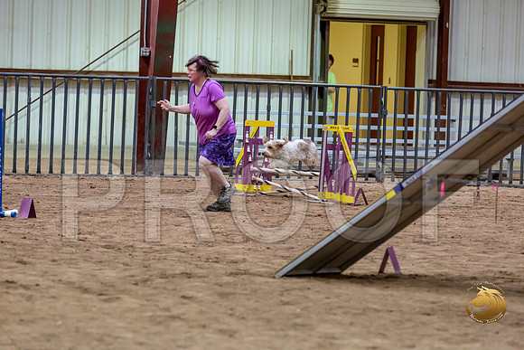Agility Std Open National 12%22 MuseJJJ_6962-PBGVKrvlTX2019-HR3