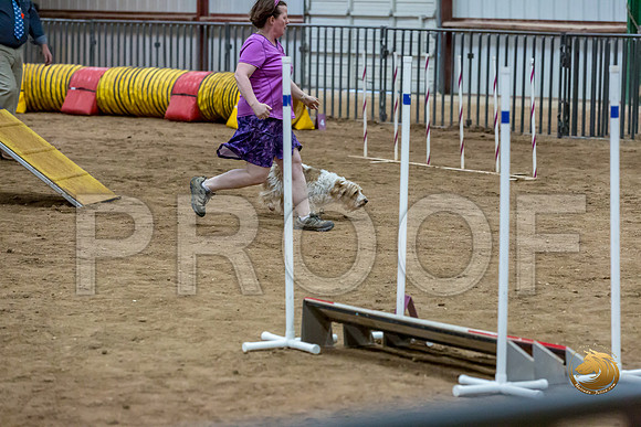 Agility Std Open National 12%22 MuseJJJ_6975-PBGVKrvlTX2019-HR3