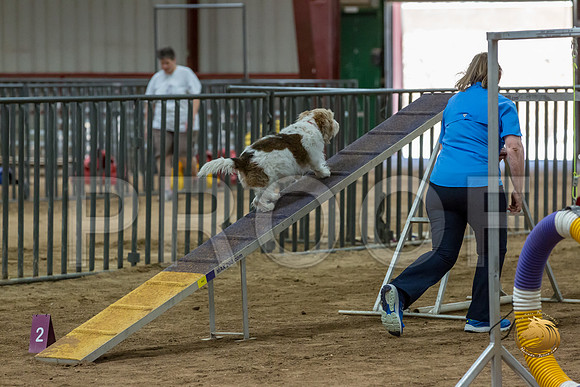 Agility Std Open National 8%22 ChloeJJJ_6743-PBGVKrvlTX2019-HR3
