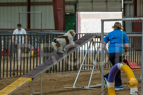 Agility Std Open National 8%22 ChloeJJJ_6745-PBGVKrvlTX2019-HR3