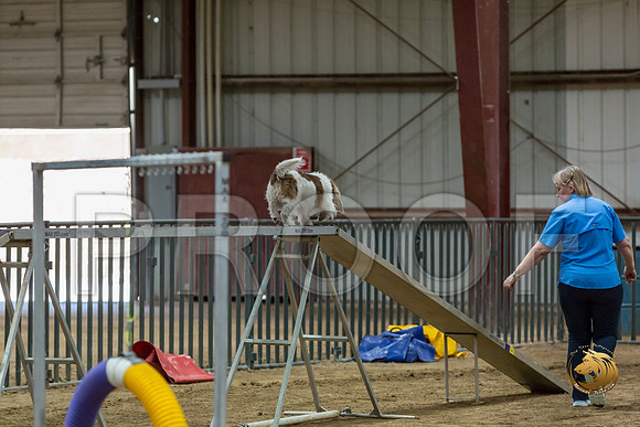 Agility Std Open National 8%22 ChloeJJJ_6751-PBGVKrvlTX2019-HR3