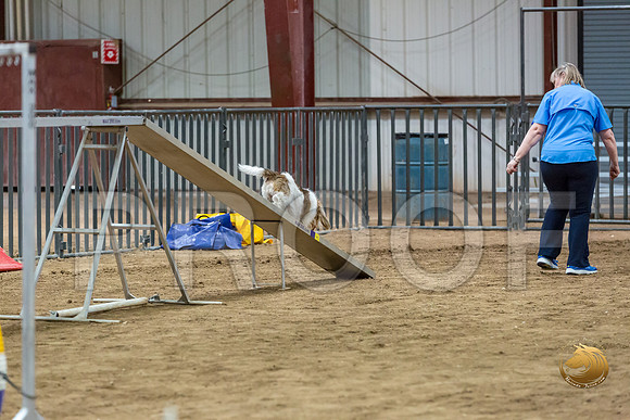 Agility Std Open National 8%22 ChloeJJJ_6757-PBGVKrvlTX2019-HR3