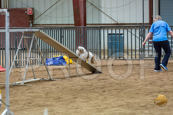 Agility Std Open National 8%22 ChloeJJJ_6758-PBGVKrvlTX2019-HR3