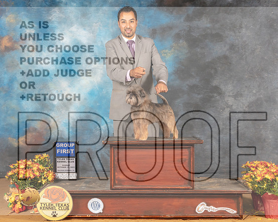 Affenpinscher #5 Sun G1 Judge Ted Eubank_MMJ_2280_Tyler2021