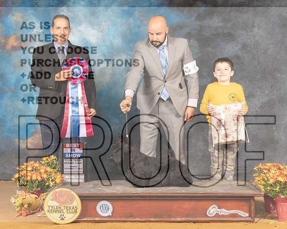 Scottish Terrier #6 Sun BIS Judge Nicolas Debebout_MMJ_2263_Tyler2021