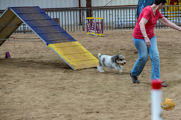 Agility Std Open National 8%22 LeahJJJ_6909-PBGVKrvlTX2019-HR3