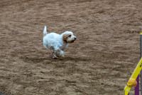 Agility T2B Regional 12" Spice