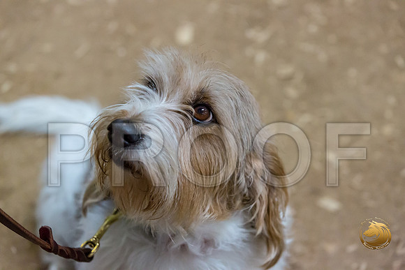 Agility T2B Regional 8%22 ChloeJJJ_5050-PBGVKrvlTX2019-HR3