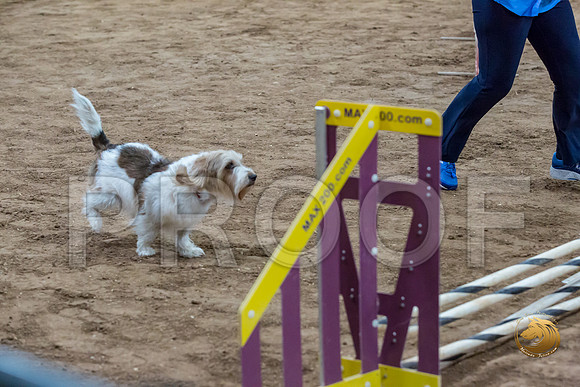 Agility T2B Regional 8%22 ChloeJJJ_5059-PBGVKrvlTX2019-HR3