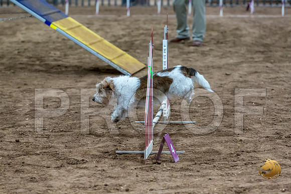 Agility T2B Regional 8%22 ChloeJJJ_5067-PBGVKrvlTX2019-HR3