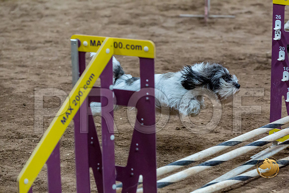 Agility T2B Regional 8%22 DarcyJJJ_5105-PBGVKrvlTX2019-HR3