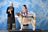 Alaskan Malamute #5 Sat BOB Moore Stacey Judge Nancy Simmons
