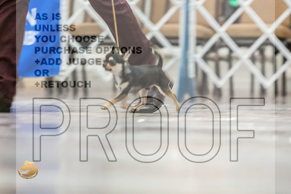 Chihuahua Smooth #11FriJJL_3672_HstnTOY_2022_HR3