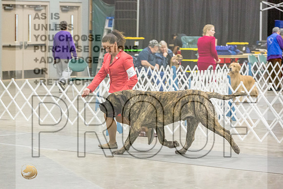 Mastiff #5 Sun BIS Ring-JJL_9094 - Version 2-HR3