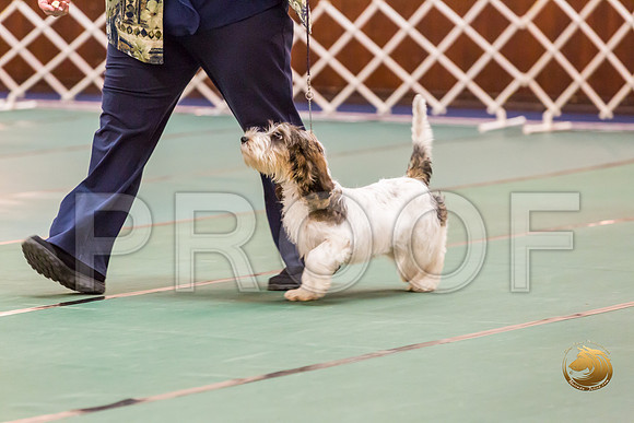 4 to 6 Thurs Dogs Rings JJJ_0310-PBGVKrvlTX2019-HR3