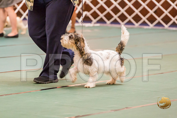 4 to 6 Thurs Dogs Rings JJJ_0312-PBGVKrvlTX2019-HR3