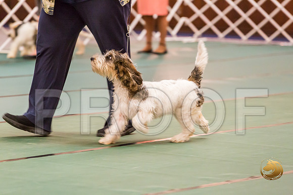 4 to 6 Thurs Dogs Rings JJJ_0313-PBGVKrvlTX2019-HR3