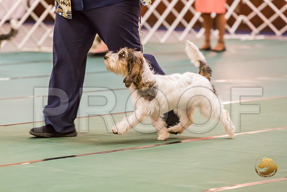 4 to 6 Thurs Dogs Rings JJJ_0314-PBGVKrvlTX2019-HR3