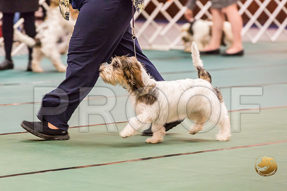 4 to 6 Thurs Dogs Rings JJJ_0315-PBGVKrvlTX2019-HR3