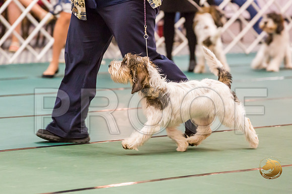 4 to 6 Thurs Dogs Rings JJJ_0318-PBGVKrvlTX2019-HR3