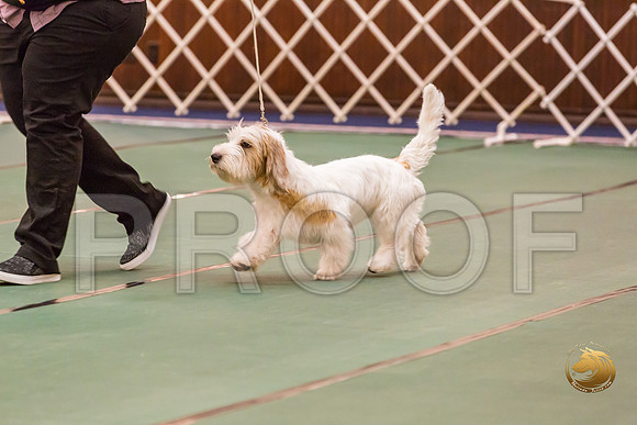 4 to 6 Thurs Dogs Rings JJJ_0328-PBGVKrvlTX2019-HR3