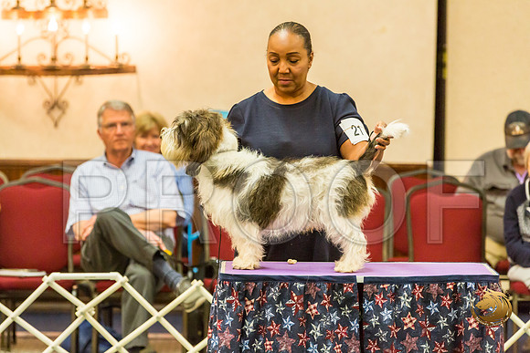 AmBred Dog Thurs RingsJJJ_1399-PBGVKrvlTX2019-HR3