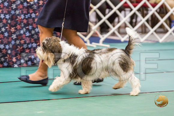 AmBred Dog Thurs RingsJJJ_1418-PBGVKrvlTX2019-HR3