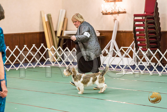 Best Puppy Thurs RingsJJJ_2882-PBGVKrvlTX2019-HR3