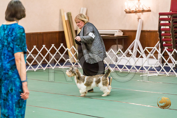 Best Puppy Thurs RingsJJJ_2883-PBGVKrvlTX2019-HR3