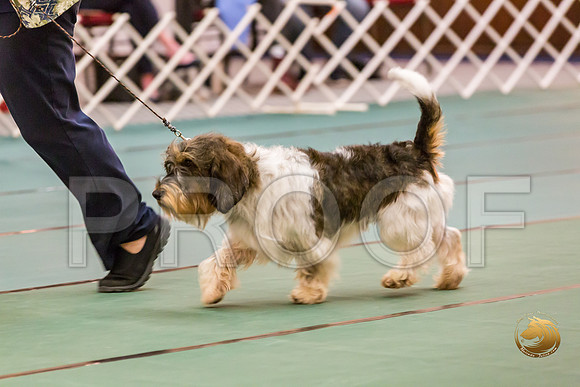 Open Dog Thurs RingsJJJ_1449-PBGVKrvlTX2019-HR3
