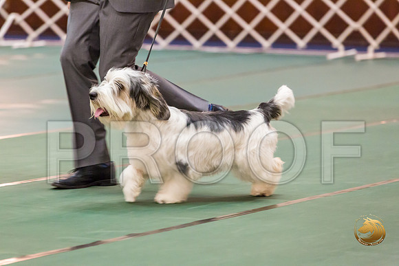 Sweeps 12 to 18 Dog Rings ThursJJJ_0552-PBGVKrvlTX2019-HR3