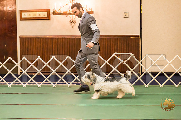 Sweeps Best Puppy ThursJJJ_0813-PBGVKrvlTX2019-HR3