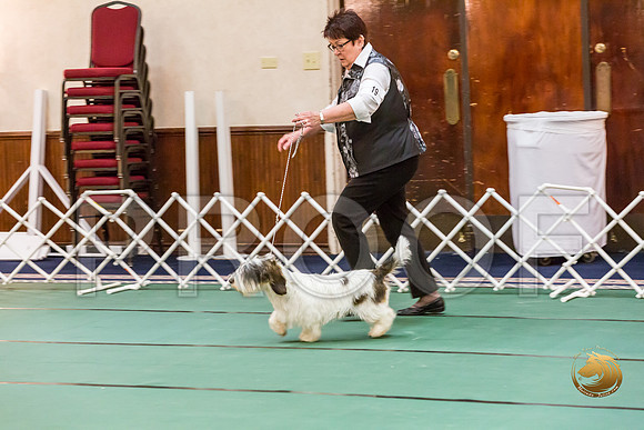 Sweeps Best Puppy ThursJJJ_0824-PBGVKrvlTX2019-HR3