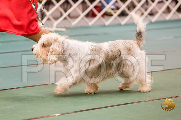 Sweeps Vet Dog ThursJJJ_0915-PBGVKrvlTX2019-HR3