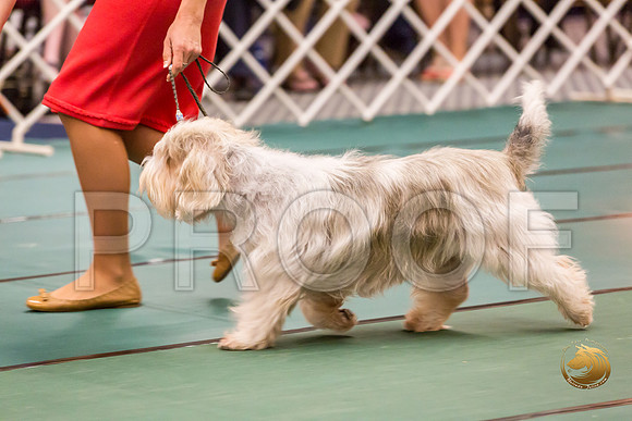 Sweeps Vet Dog ThursJJJ_0917-PBGVKrvlTX2019-HR3