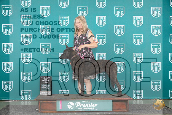 Dutch Shepherd #427 Sat ROBNT Judge Terri Rein__JP_3274_Premier_2024_HR3