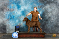 Chesapeake Bay Retriever #5 Sun G1 Judge Nancy Simmons