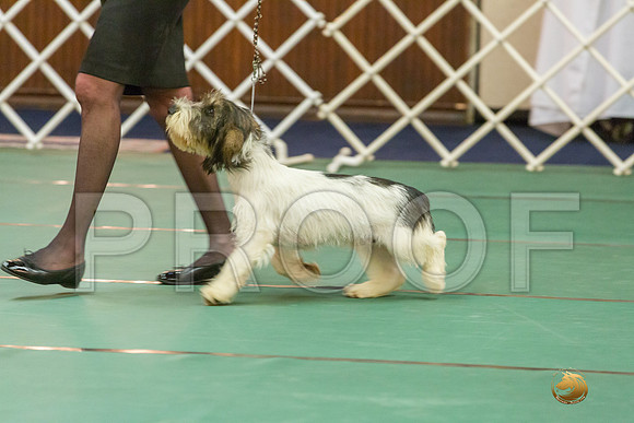 4 to 6 Dog Bitch SatJJJ_4811-PBGVKrvlTX2019-HR3