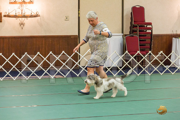 9 to 12 Dog SatJJJ_4996-PBGVKrvlTX2019-HR3
