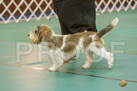 9 to 12 Dog SatJJJ_5013-PBGVKrvlTX2019-HR3