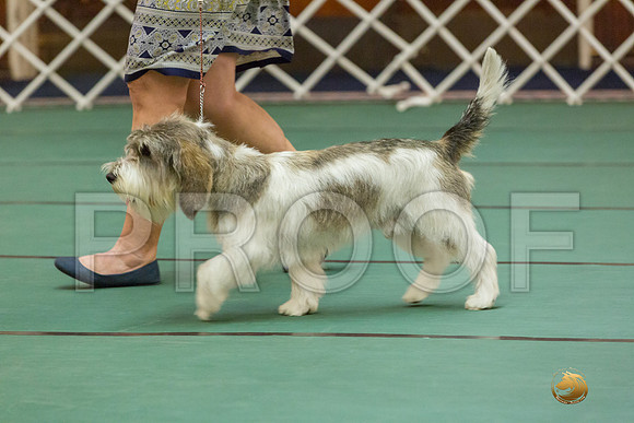 9 to 12 Dog SatJJJ_5023-PBGVKrvlTX2019-HR3