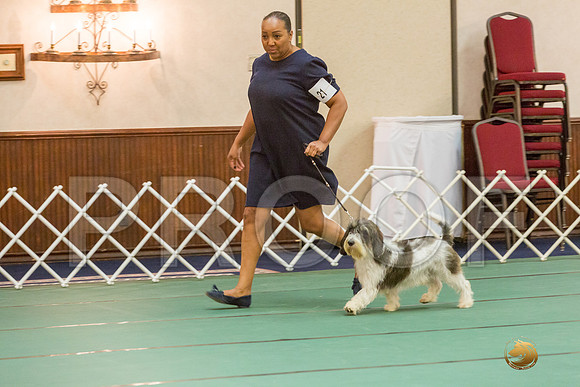 AmBred Dog SatJJJ_5205-PBGVKrvlTX2019-HR3