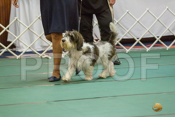 AmBred Dog SatJJJ_5213-PBGVKrvlTX2019-HR3
